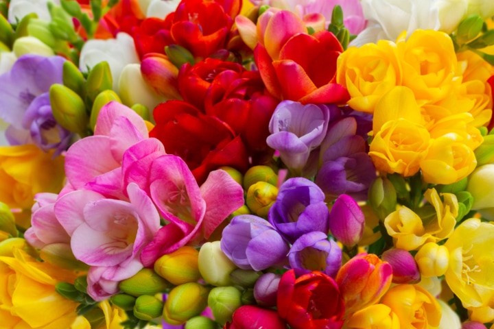 Fresh Freesia Flowers