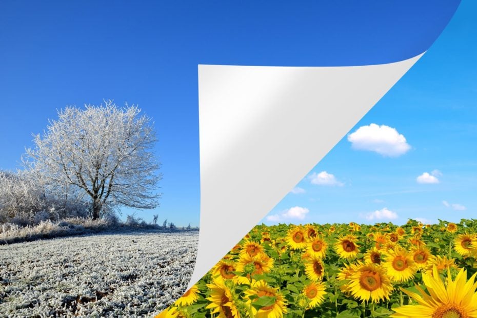Winter image being peeled back to reveal a field of sunflowers (Spring is Sprung)