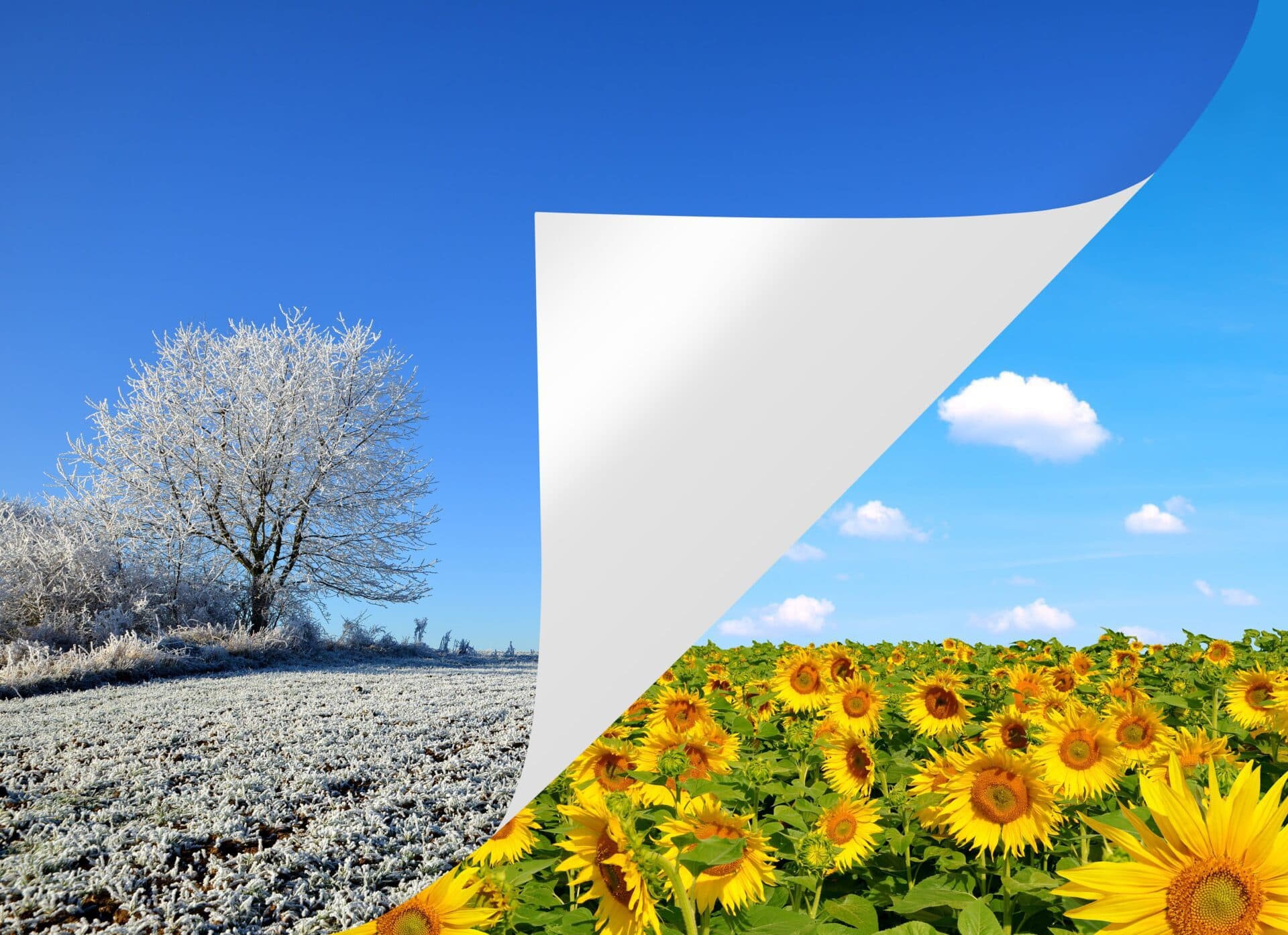 Winter image being peeled back to reveal a field of sunflowers (Spring is Sprung)