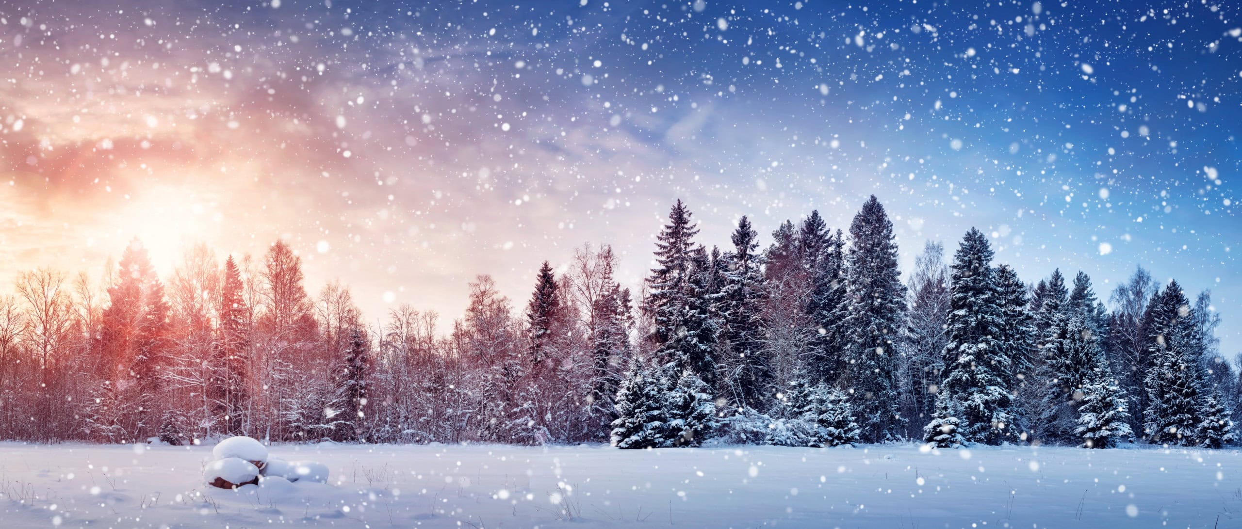 Tree In Winter Landscape